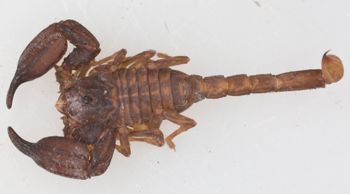 Media type: image; Invertebrate Zoology 46935